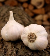 Sadbový česnek Lukan - Allium sativum - nepaličák - cibule česneku - 1 balení