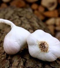 Sadbový česnek Japo II - Allium sativum - nepaličák - cibule česneku - 1 balení