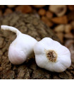 Sadbový česnek Japo II - Allium sativum - nepaličák - cibule česneku - 1 balení