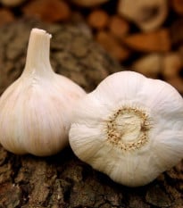 Sadbový česnek Havel - Allium sativum - paličák - 1 balení