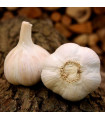 Sadbový česnek Havel - Allium sativum - paličák - 1 balení