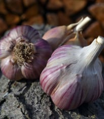 Sadbový česnek Janko - Allium sativum - paličák - 1 balení