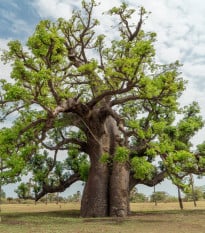 Baobab africký - Adansonia digitata - semena baobabu - 6 ks