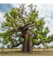 Baobab africký - Adansonia digitata - semena baobabu - 6 ks