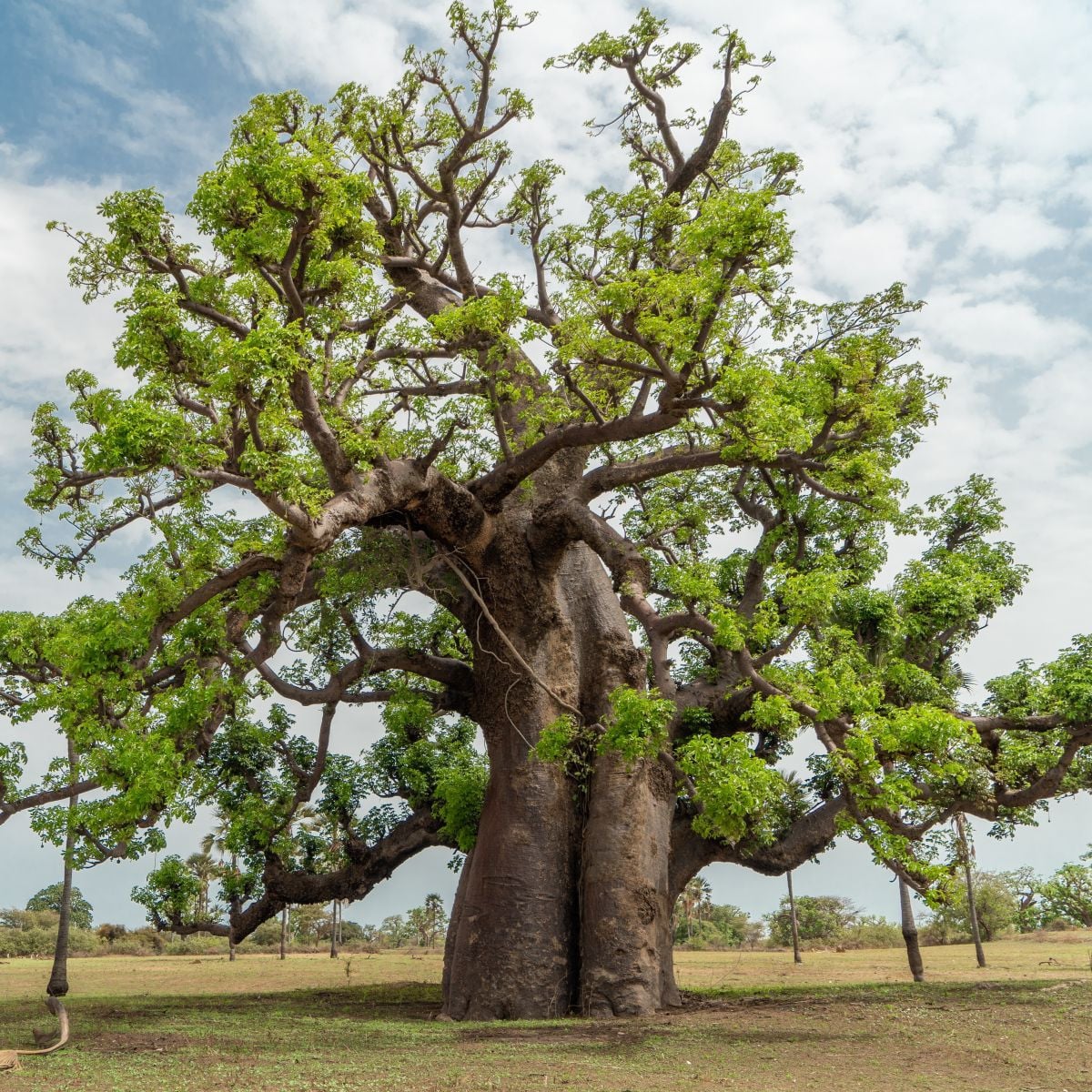 Baobab africký - Adansonia digitata - semena baobabu - 6 ks