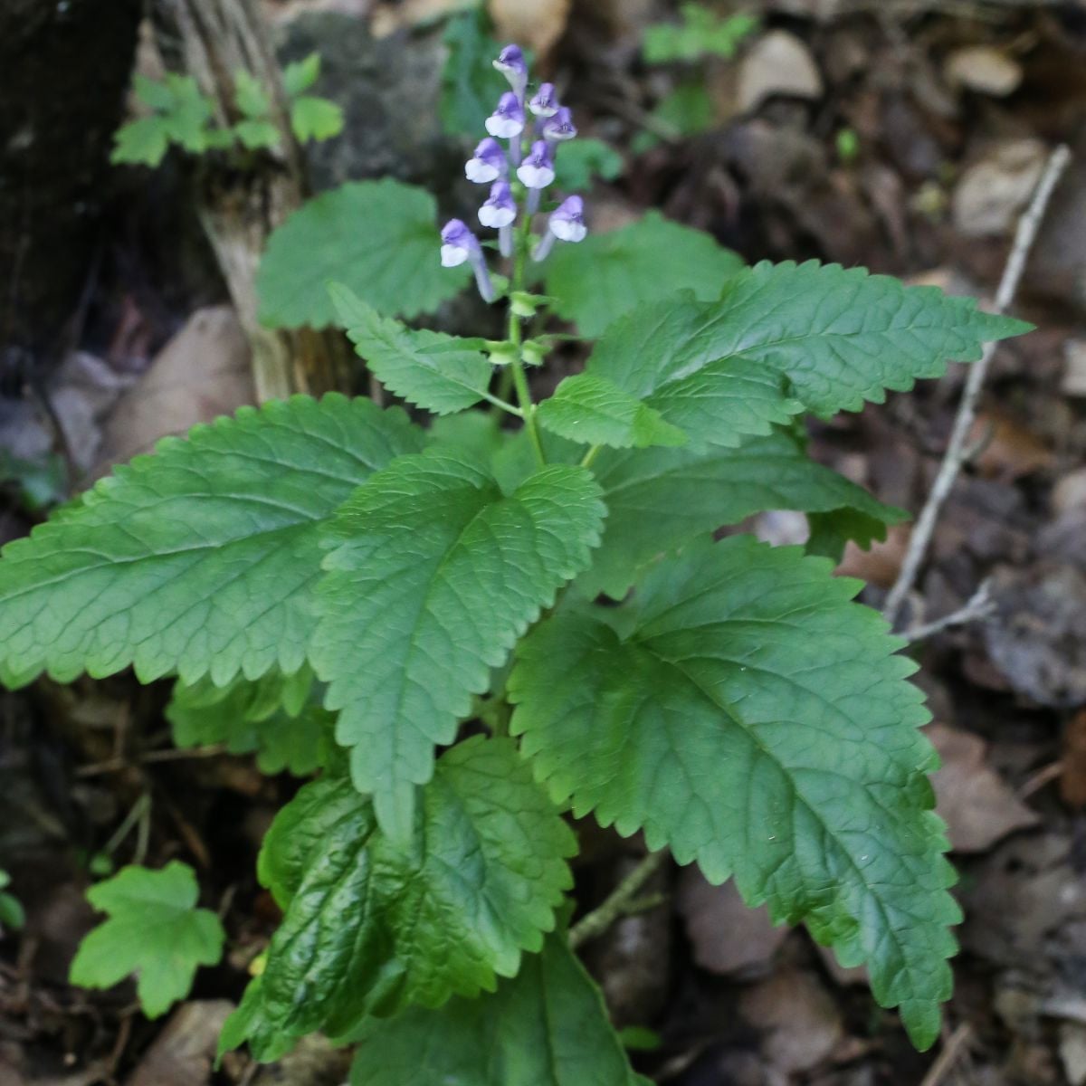 Šišák vysoký - Scutellaria altissima - semena šišáku - 15 ks