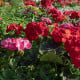 Muškát páskatý Nekita F1 Mix - Pelargonium zonale - semena muškátu - 4 ks