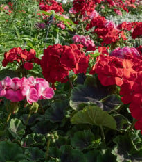 Muškát páskatý Nekita F1 Mix - Pelargonium zonale - semena muškátu - 4 ks