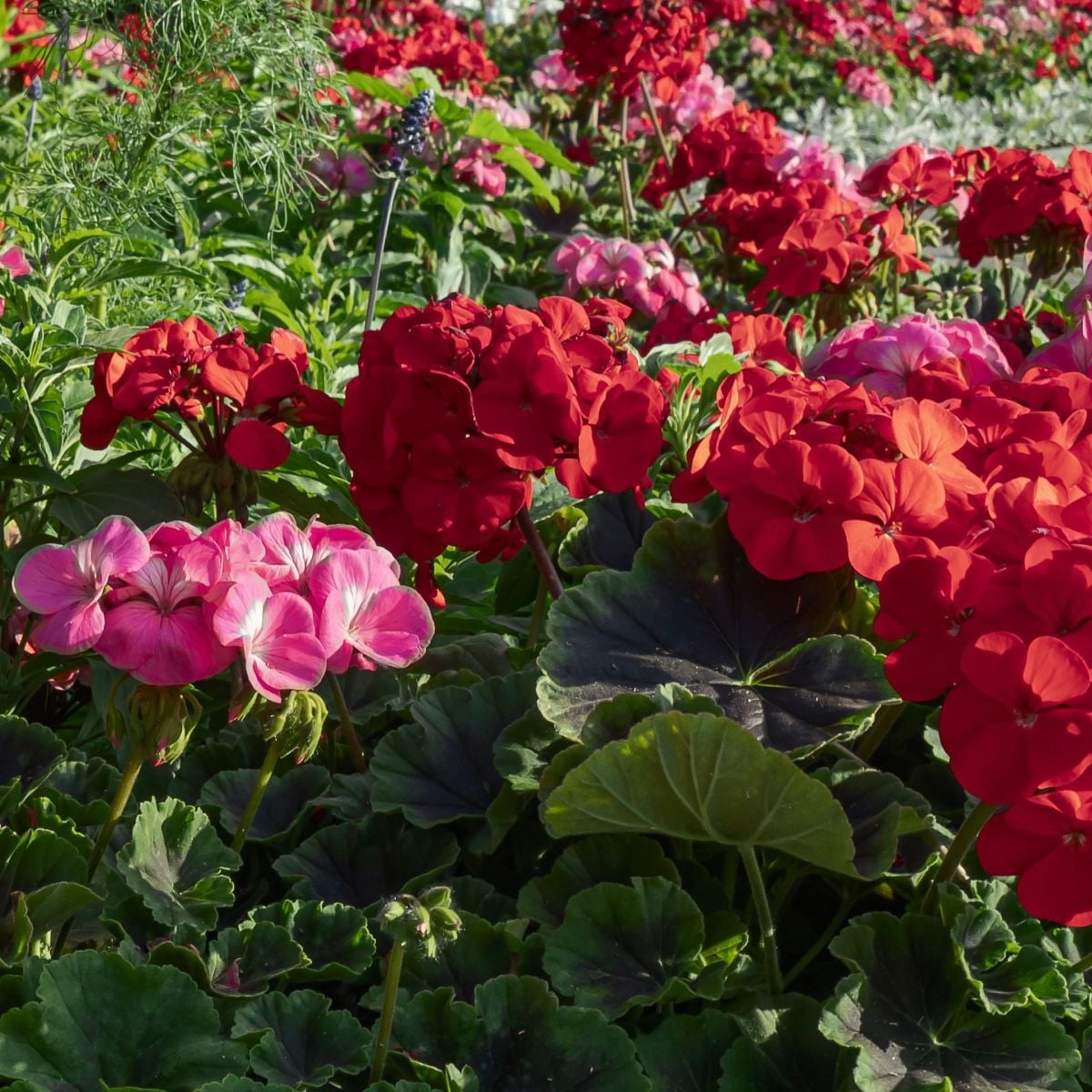 Muškát páskatý Nekita F1 Mix - Pelargonium zonale - semena muškátu - 4 ks