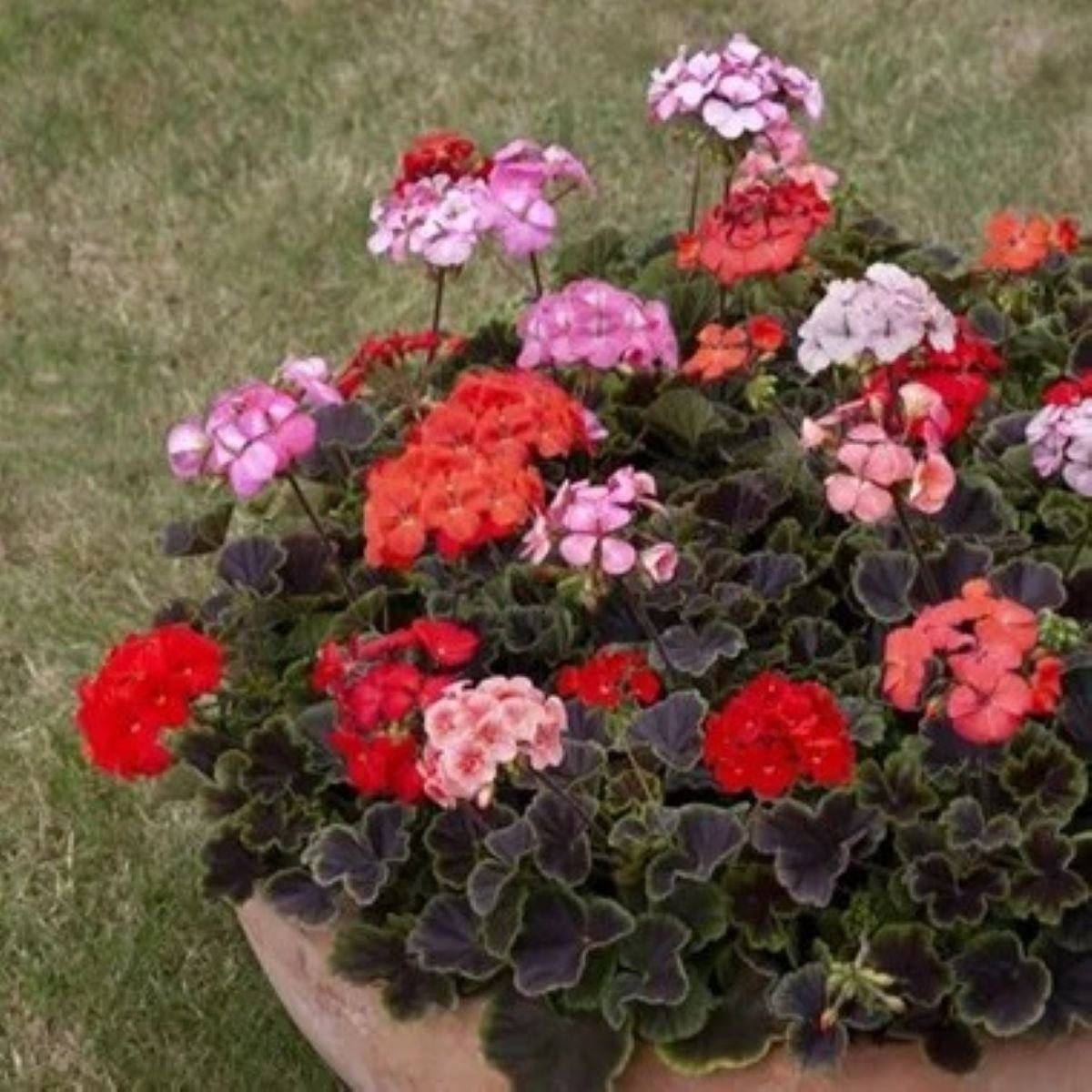 Muškát páskatý Nekita F1 Mix - Pelargonium zonale - semena muškátu - 4 ks