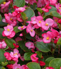 Begónie Ganymed F1 Rose - Begonia semperflorens - semena begónie - 20 ks