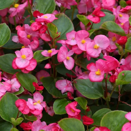 Begónie Ganymed F1 Rose - Begonia semperflorens - semena begónie - 20 ks