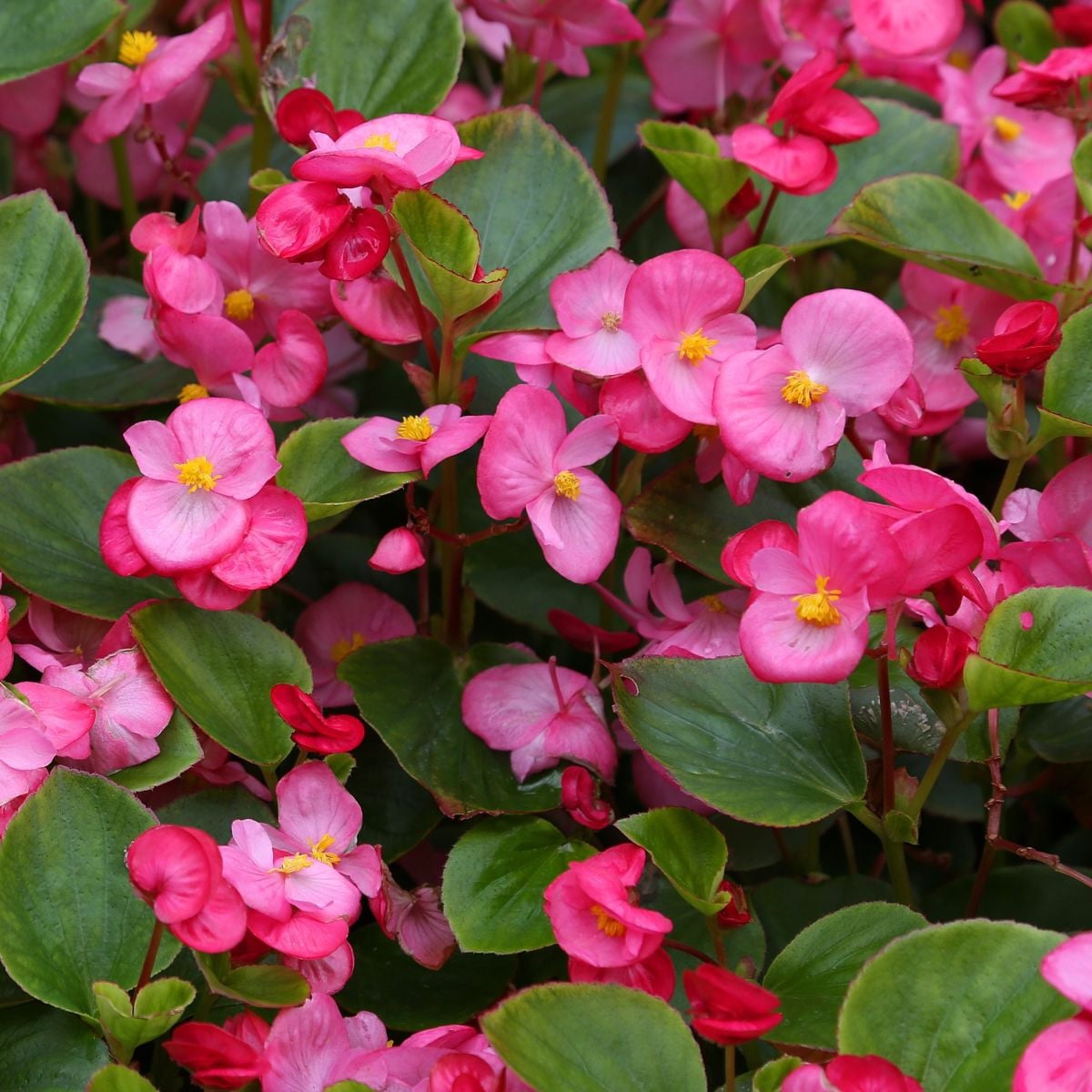 Begónie Ganymed F1 Rose - Begonia semperflorens - semena begónie - 20 ks