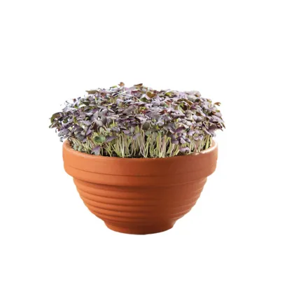 Microgreens - Červená mizuna v terakotové misce - Buzzy - Pieterpik - 1 ks