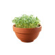 Microgreens - Tatosoi v terakotové misce - Buzzy - Pieterpik - 1 ks