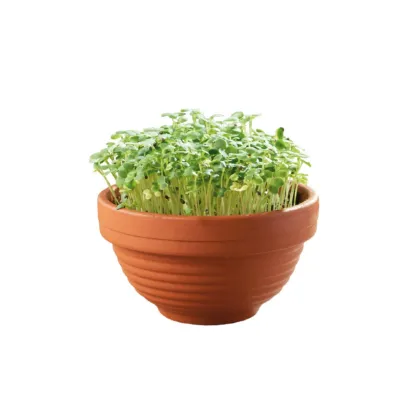 Microgreens - Tatosoi v terakotové misce - Buzzy - Pieterpik - 1 ks