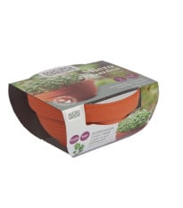 Microgreens - Kadeřávek v terakotové misce - Buzzy - Pieterpik - 1 ks