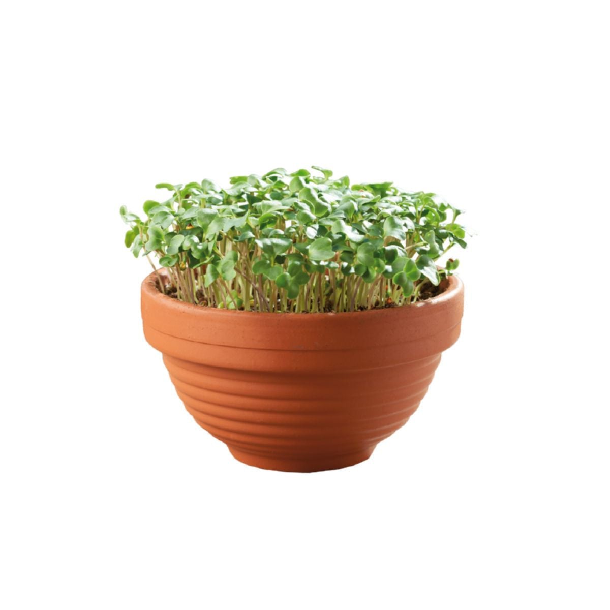 Microgreens - Kadeřávek v terakotové misce - Buzzy - Pieterpik - 1 ks