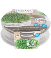 Bio klíčící miska s Rukolou - Buzzy Organic - Pieterpik - 1 ks