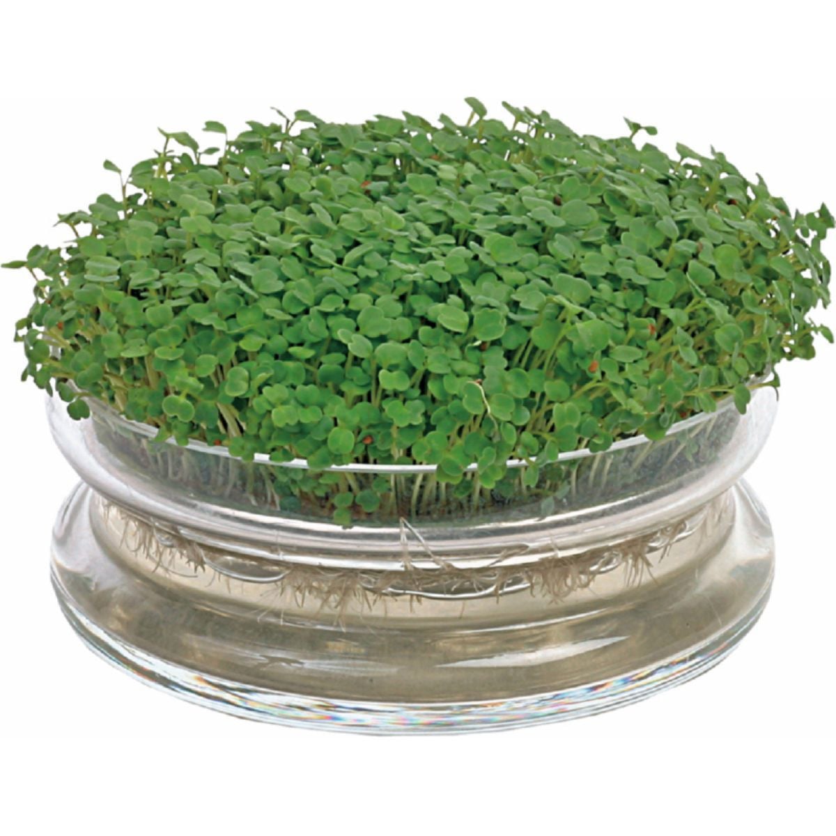 Bio klíčící miska s Rukolou - Buzzy Organic - Pieterpik - 1 ks