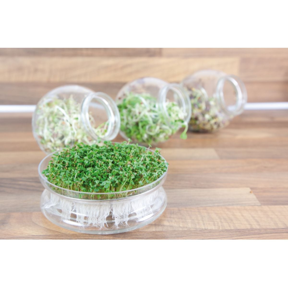 Bio klíčící miska s Rukolou - Buzzy Organic - Pieterpik - 1 ks