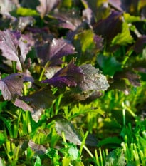Mizuna Red Empire F1 - Brassica rapa var. japonica - semena mizuny - 400 ks