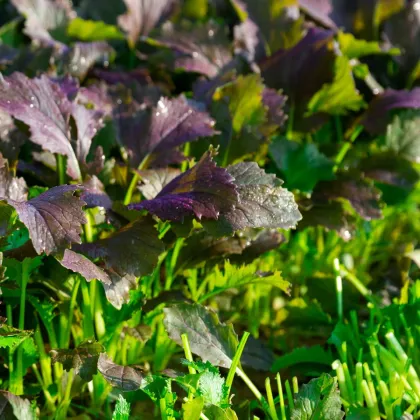 Mizuna Red Empire F1 - Brassica rapa var. japonica - semena mizuny - 400 ks