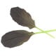 Mizuna Red Empire F1 - Brassica rapa var. japonica - semena mizuny - 400 ks