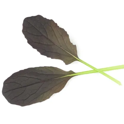 Mizuna Red Empire F1 - Brassica rapa var. japonica - semena mizuny - 400 ks