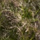 Hořčice červená Red Frills - Brassica juncea - semena hořčice - 300 ks