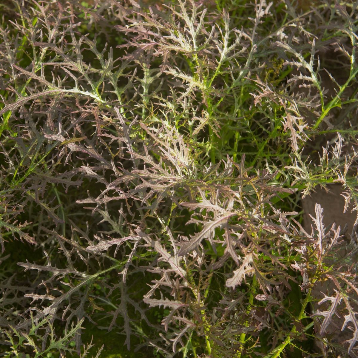 Hořčice červená Red Frills - Brassica juncea - semena hořčice - 300 ks