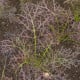 Hořčice červená Red Frills - Brassica juncea - semena hořčice - 300 ks