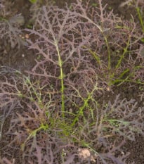 Hořčice červená Red Frills - Brassica juncea - semena hořčice - 300 ks