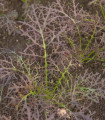 Hořčice červená Red Frills - Brassica juncea - semena hořčice - 300 ks