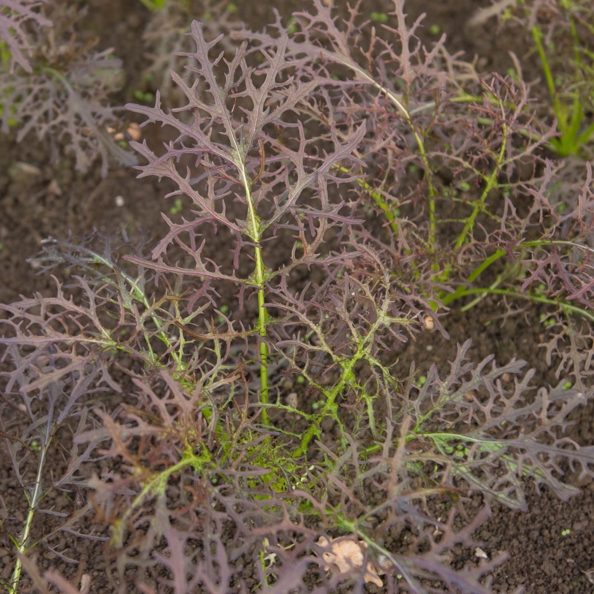Hořčice červená Red Frills - Brassica juncea - semena hořčice - 300 ks