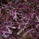 BIO Hořčice Moutarde Rouge Metis - Brassica juncea - bio semena hořčice - 100 ks