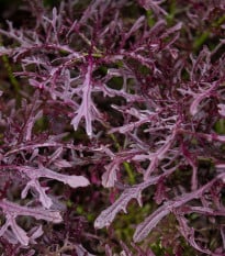BIO Hořčice Moutarde Rouge Metis - Brassica juncea - bio semena hořčice - 100 ks