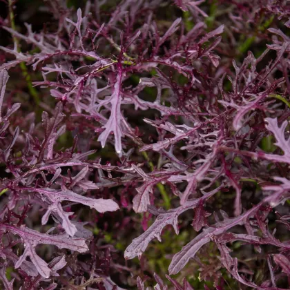 BIO Hořčice Moutarde Rouge Metis - Brassica juncea - bio semena hořčice - 100 ks