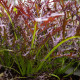 BIO Hořčice Moutarde Rouge Metis - Brassica juncea - bio semena hořčice - 100 ks