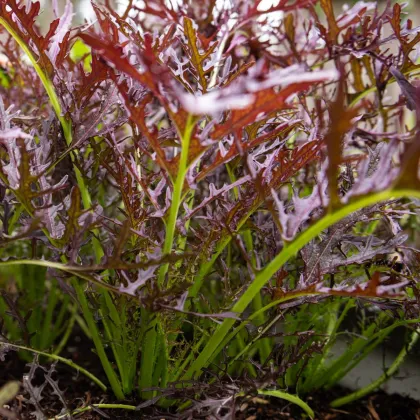 BIO Hořčice Moutarde Rouge Metis - Brassica juncea - bio semena hořčice - 100 ks