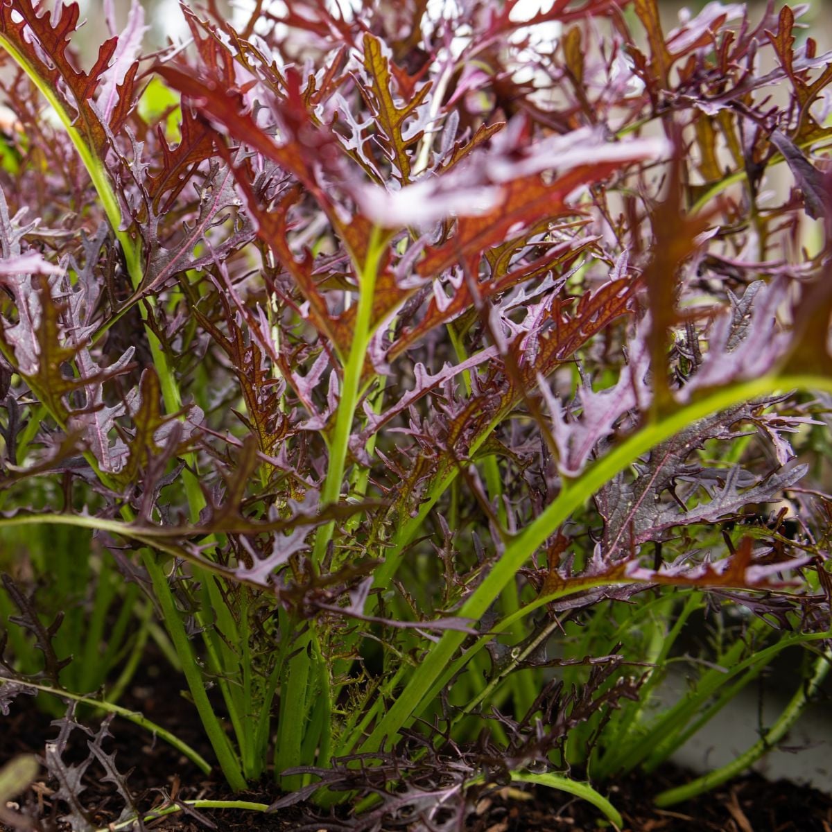 BIO Hořčice Moutarde Rouge Metis - Brassica juncea - bio semena hořčice - 100 ks