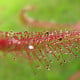 Rosnatka červená Giftberg - Drosera capensis - semena rosnatky - 15 ks