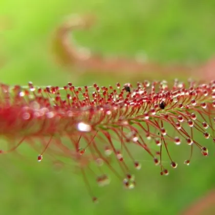 Rosnatka červená Giftberg - Drosera capensis - semena rosnatky - 15 ks