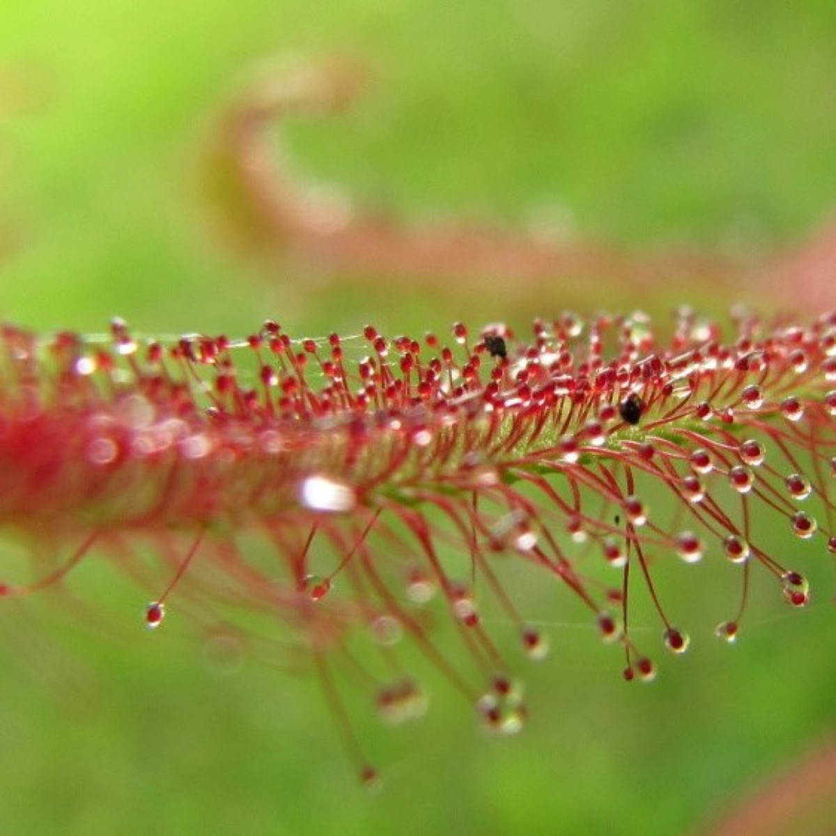Rosnatka červená Giftberg - Drosera capensis - semena rosnatky - 15 ks