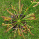Rosnatka červená Giftberg - Drosera capensis - semena rosnatky - 15 ks