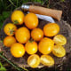 Rajče keříčkové Vivaoro - Solanum lycopersicum - semena rajčat - 7 ks