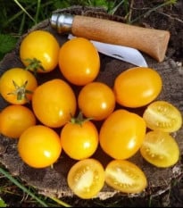 Rajče keříčkové Vivaoro - Solanum lycopersicum - semena rajčat - 7 ks