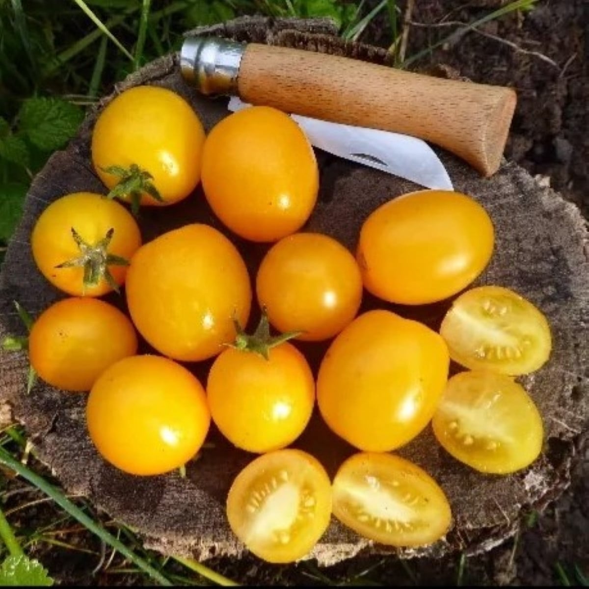 Rajče keříčkové Vivaoro - Solanum lycopersicum - semena rajčat - 7 ks