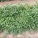 Rajče keříčkové Vivaoro - Solanum lycopersicum - semena rajčat - 7 ks