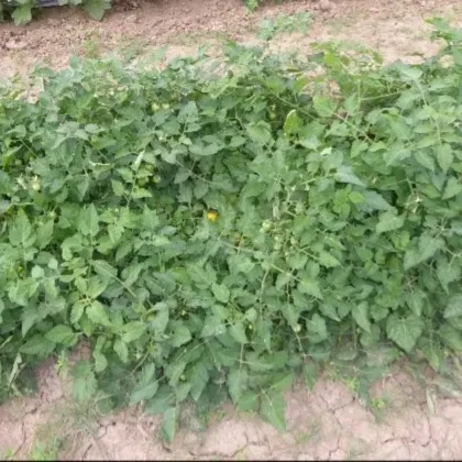 Rajče keříčkové Vivaoro - Solanum lycopersicum - semena rajčat - 7 ks